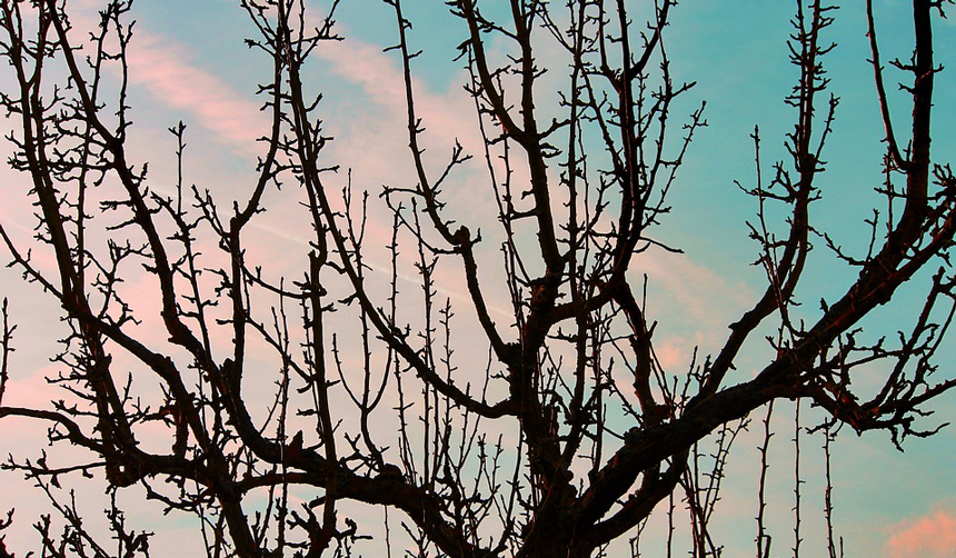 Obstbaum